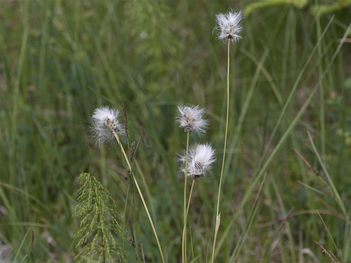 Eriophorum vaginatum